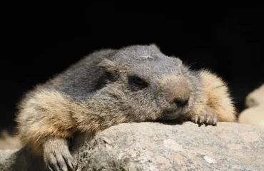 Que font les marmottes en hiver,Que font marmottes hiver