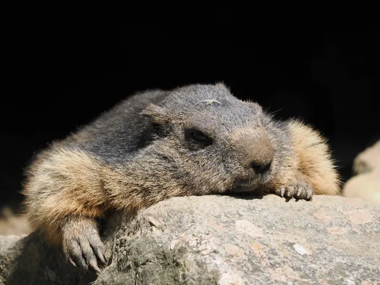 Que font les marmottes en hiver,Que font marmottes hiver