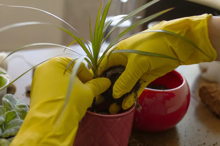 quel engrais pour dracaena tutti frutti pour avoir une belle plante 