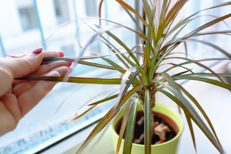 quel engrais pour dracaena tutti frutti pour stimuler sa croissance