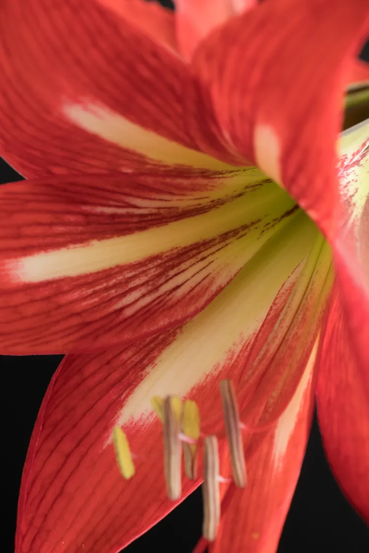 quel entretien pour les amaryllis