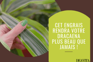 quel est le meilleur engrais pour un dracaena deavita