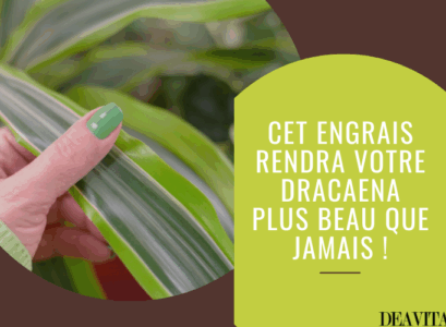 quel est le meilleur engrais pour un dracaena deavita