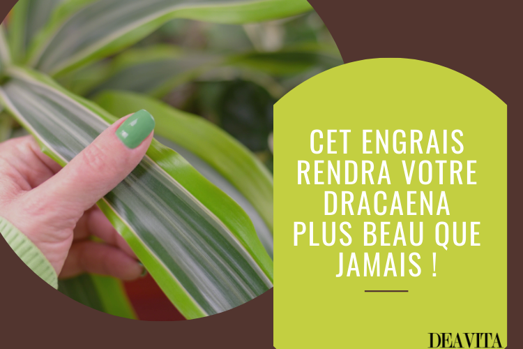 quel est le meilleur engrais pour un dracaena deavita