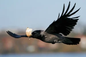 quelle nourriture pour le corbeau