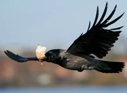 quelle nourriture pour le corbeau