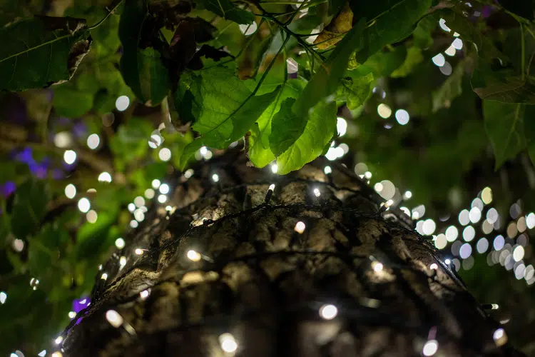 quelles guirlandes lumineuses pour un arbre extérieur