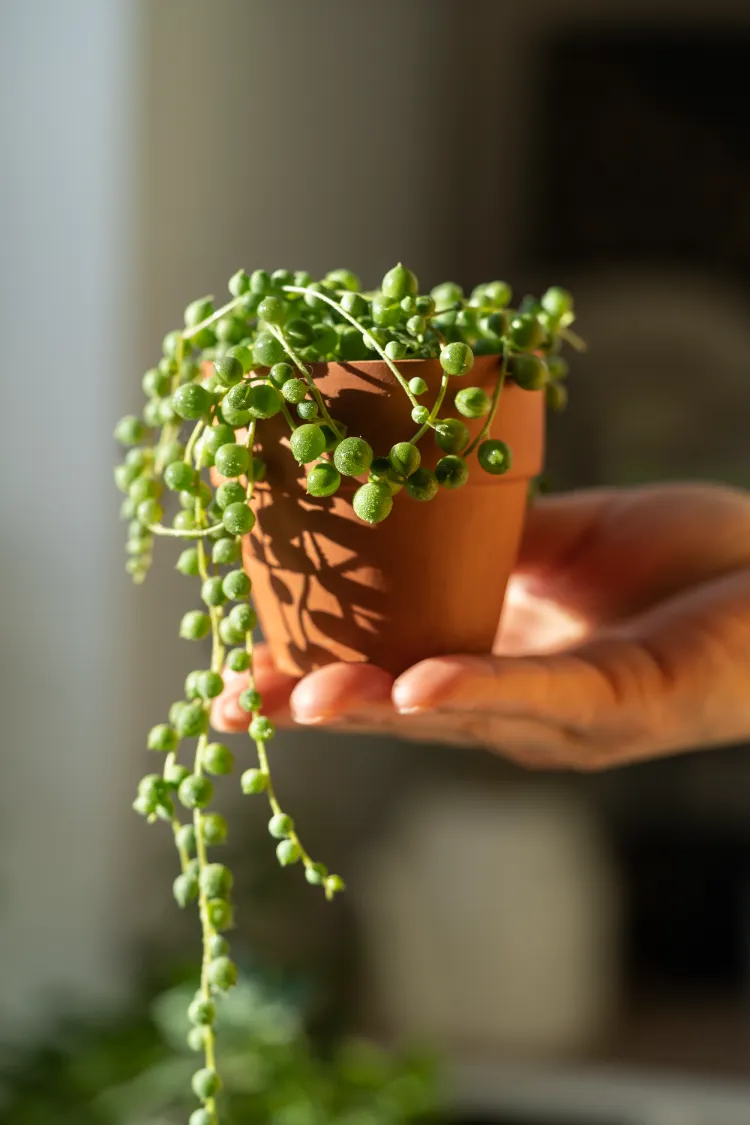 collier de perles ou curio rowleyanus est une petite plante succulente à cultiver en pot suspendu