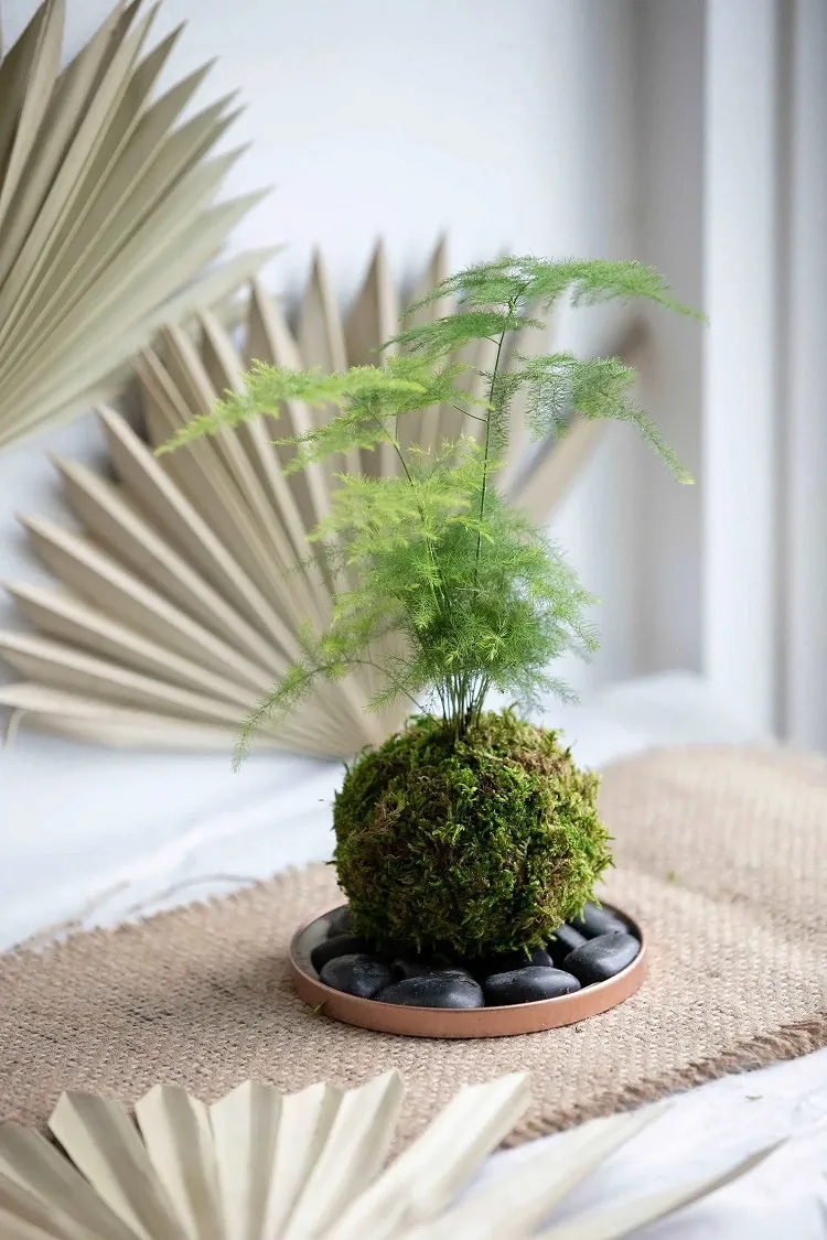 kokedama sur la table