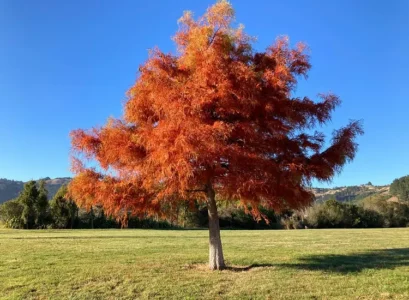 Le cyprès chauve (Taxodium distichum)