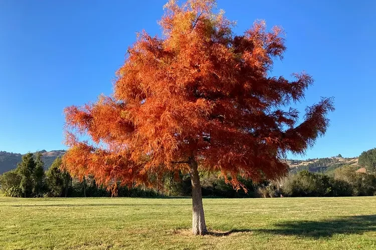 Le cyprès chauve (Taxodium distichum)