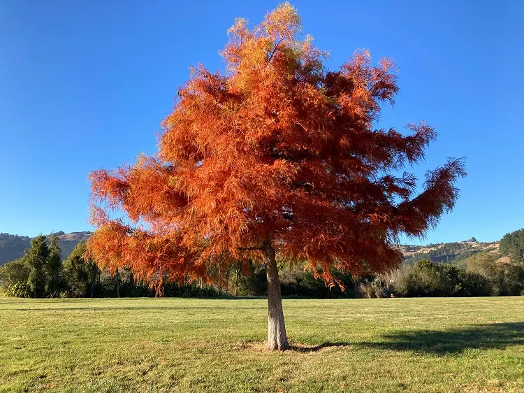 Le cyprès chauve (Taxodium distichum)