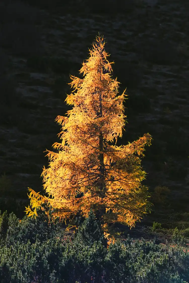 Le mélèze (Larix)