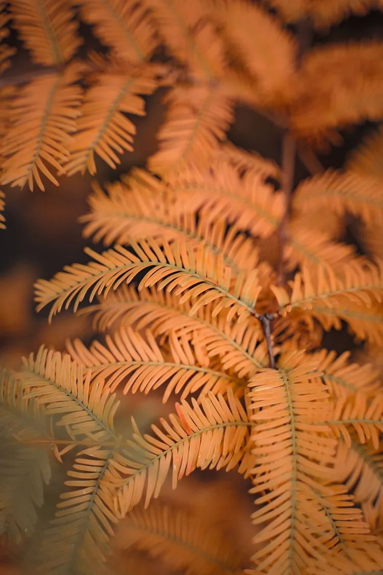 le métaséquoia (metasequoia glyptostroboides)