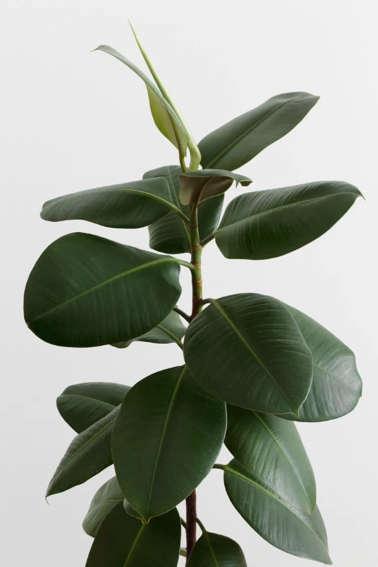 le ficus cyathistipula 2024