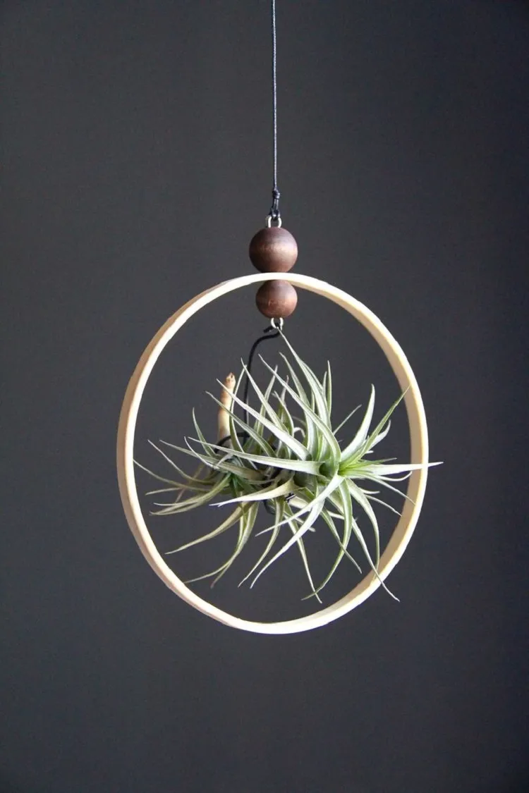 plantes aériennes (tillandsias)