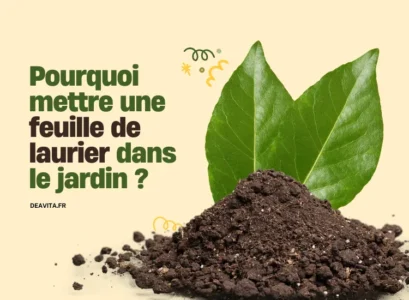 pourquoi mettre une feuille de laurier dans le jardin