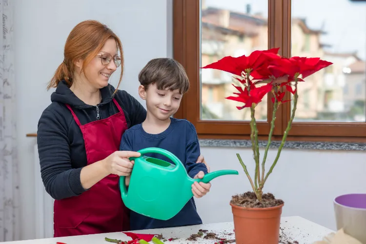 arrosage du poinsettia 2024