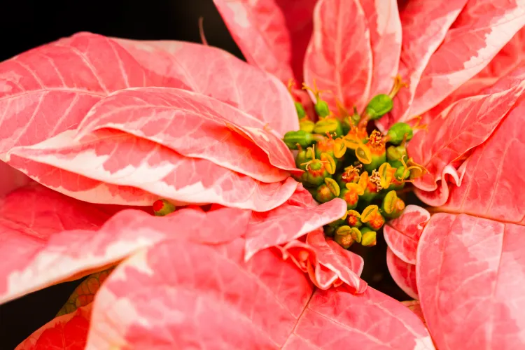 belles feuilles de poinsettia