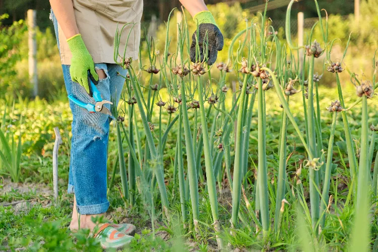 comment et quand récolter les oignons verts