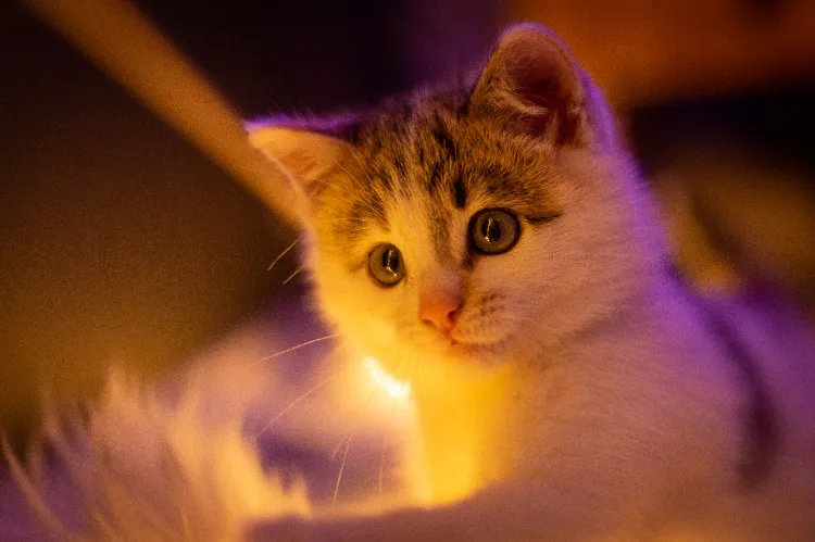 comment faire pour calmer un chat qui a peur des feux d'artifice