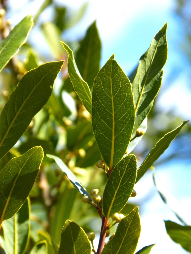 comment planter du laurier au jardin