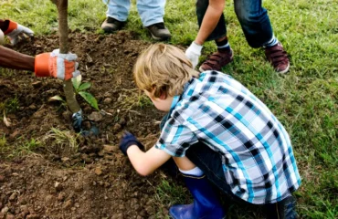 comment transplanter un arbre fruitier