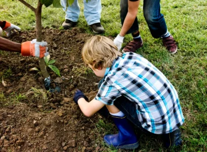 comment transplanter un arbre fruitier