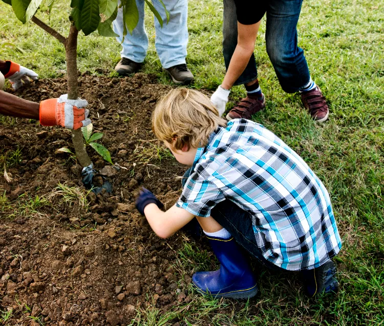 comment transplanter un arbre fruitier