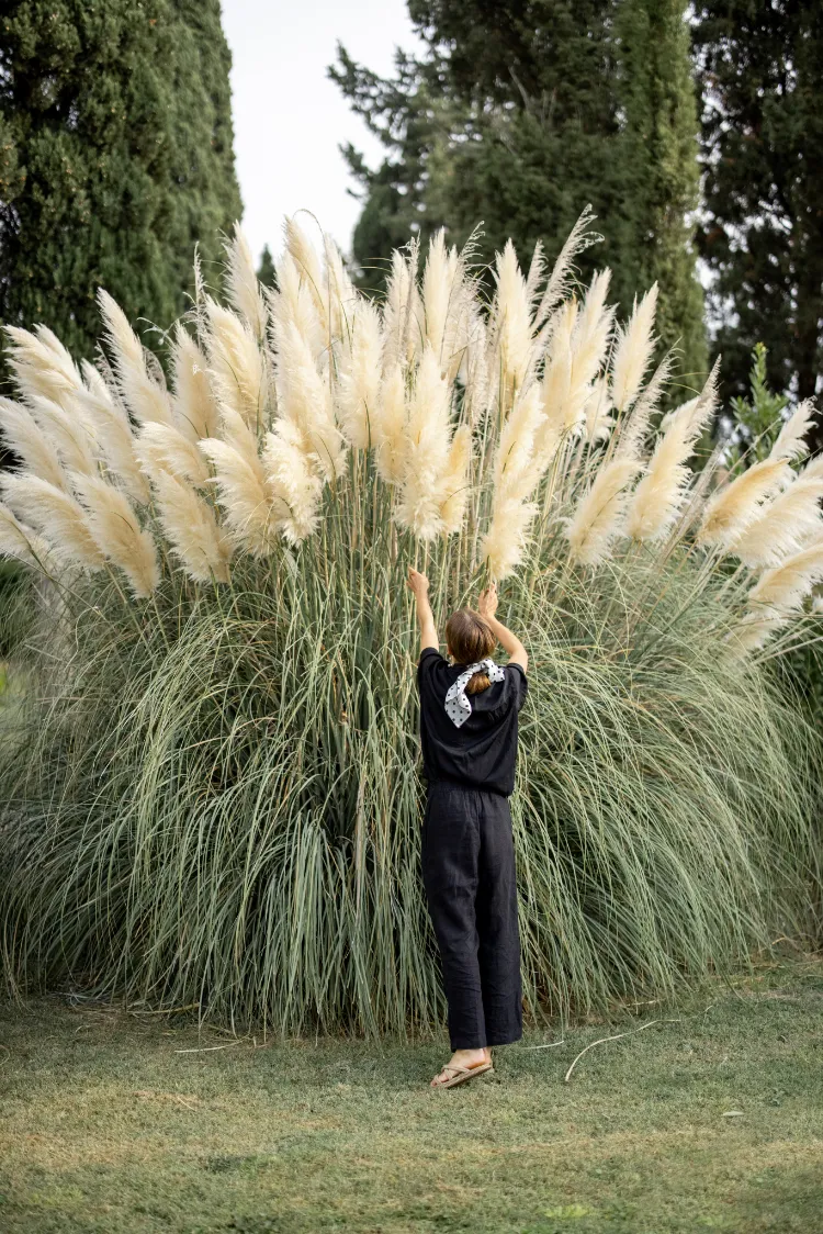 comment venir à bout de l'herbe de la pampa