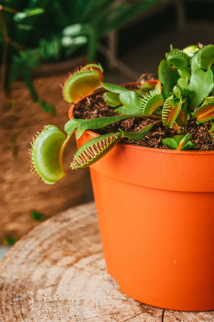 cultiver la dionée attrape mouche dionaea muscipula en tant que plante décorative sur son bureau