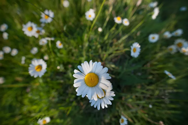 de la camomille à côté des pommiers