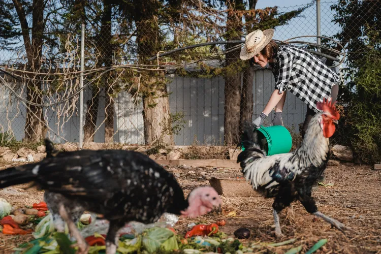 déchets alimentaires pour les poules