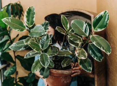 différentes variétés de ficus