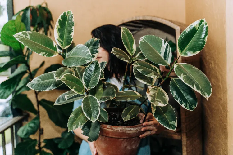 différentes variétés de ficus