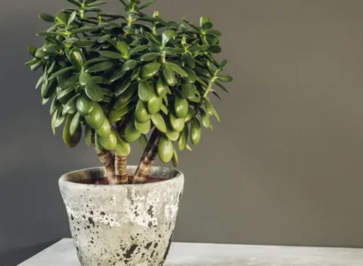entretien arbre de jade