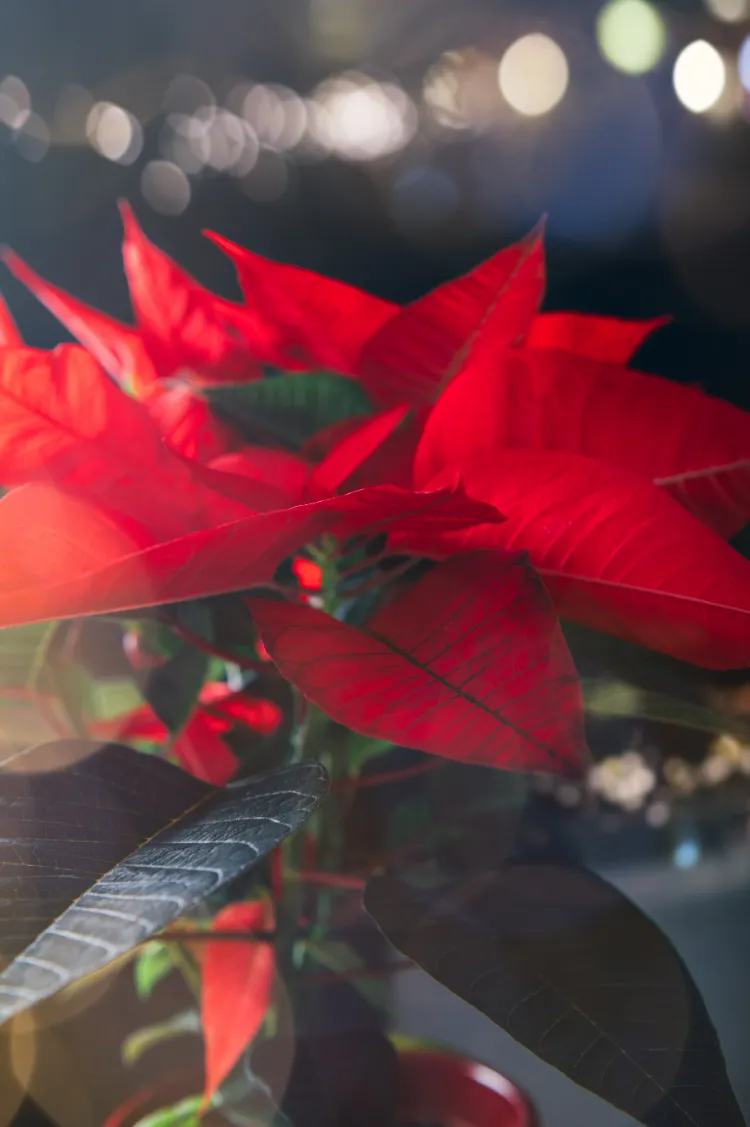 exposition à la lumière du poinsettia