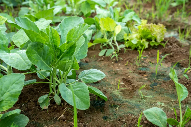 farine au jardin potager