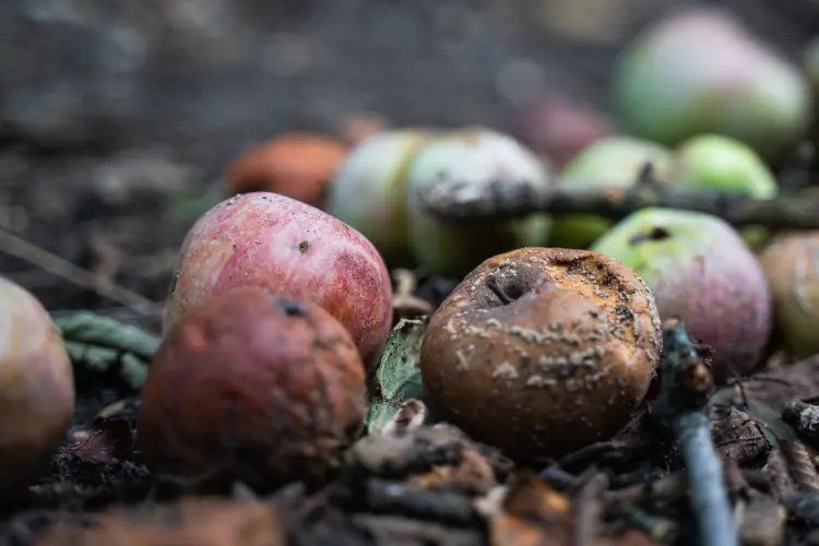 faut il ramasser les fruits momifiés jardin