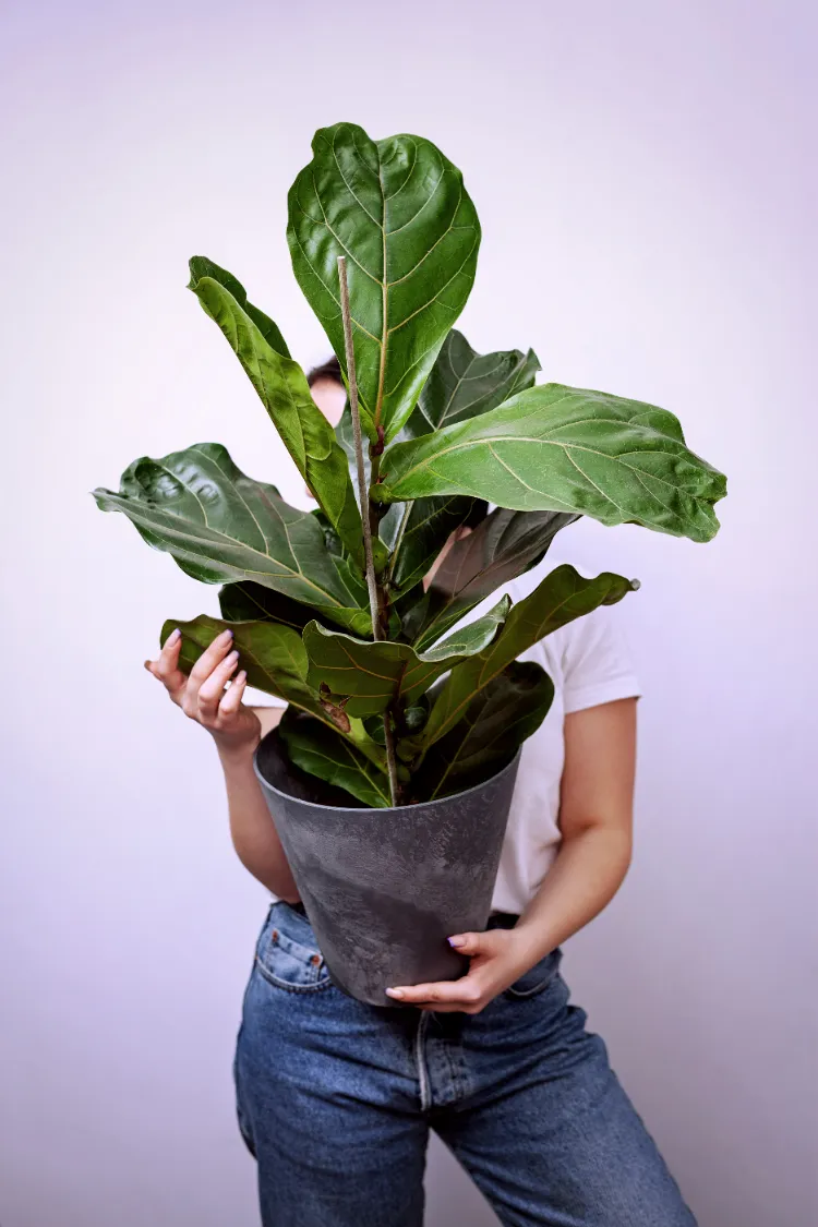 ficus lyrata top 5