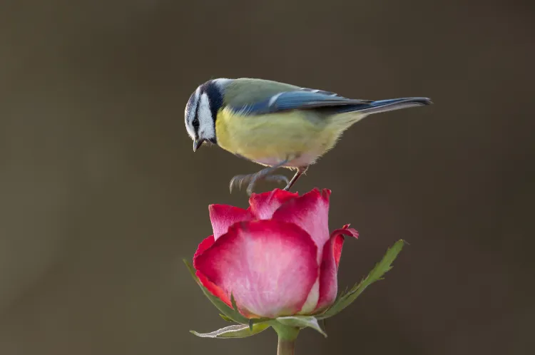 fleur qui attire le plus les oiseaux