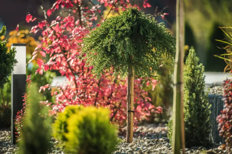 jardin ornemental avec des arbres conifères