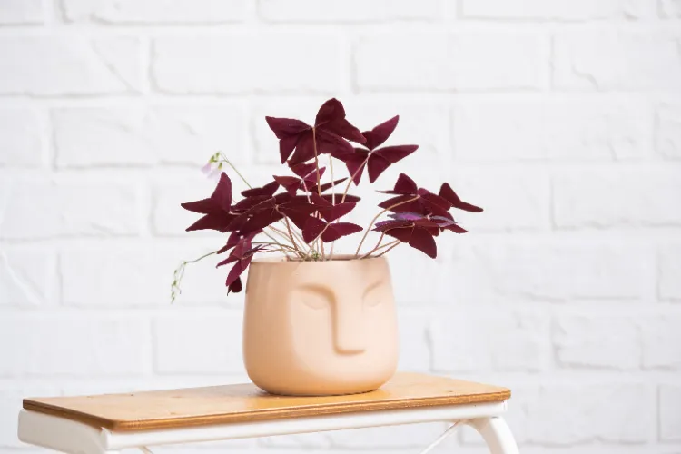 l'oxalis ou trèfle pourpre est une jolie plante d'intérieur ornementale