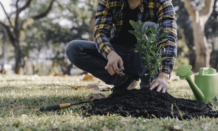 laurier dans le jardin 2024