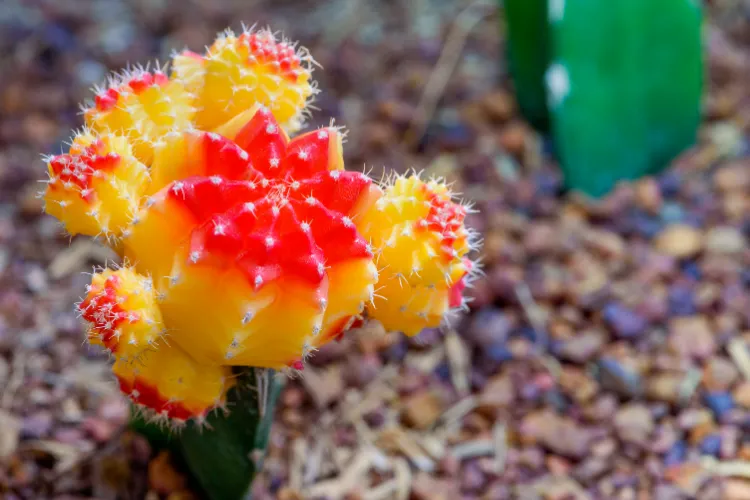 le cactus lune gymnocalycium mihanovichii est un excellent choix de plante d'intérieur qui reste petite