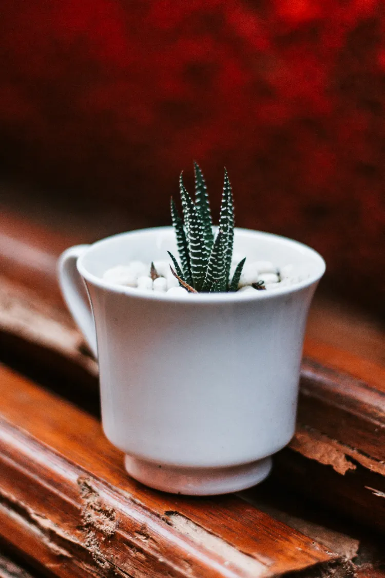 le haworthia cactus zèbre est une succulente graphique de petite taille