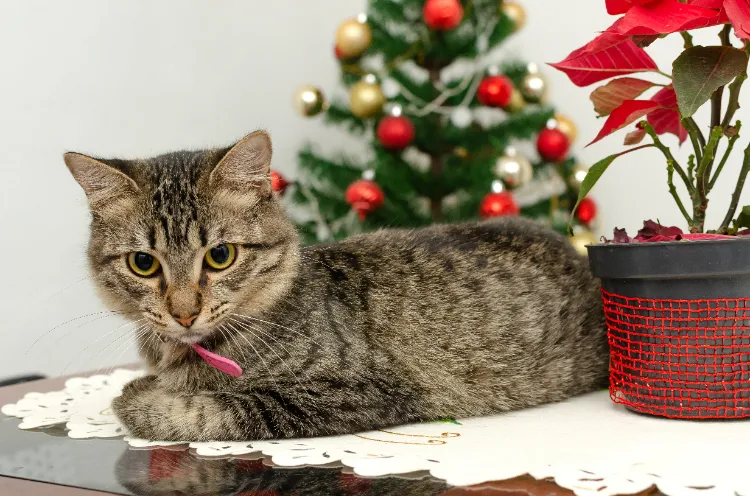 les poinsettias dangereuses pour les chats et les chiens