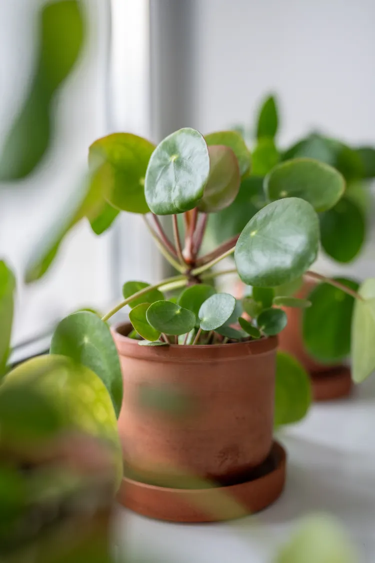 mini pilea en pot en terre cuite à cultiver sur le rebord de la fenêtre