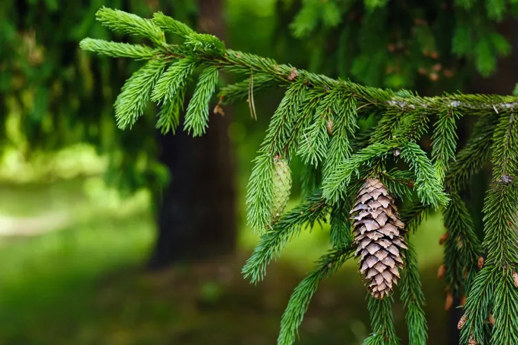 ne pas mettre un sapin à côté d'un pommier