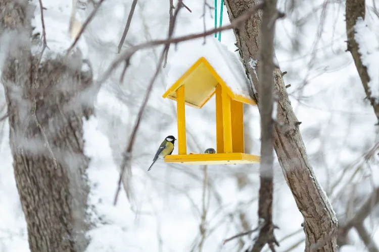 nichoir pour les mésanges en hiver